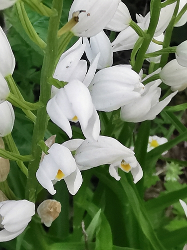 Narrow-leaved Helleborine