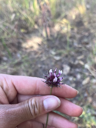 iNaturalist observation photo of tomcat clover