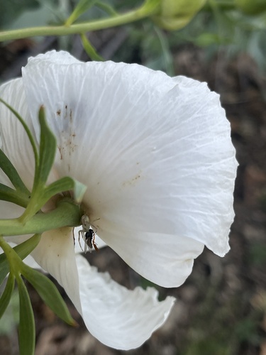iNaturalist observation photo of Crab Spiders