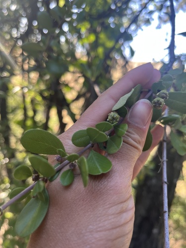 iNaturalist observation photo of Buckbrush