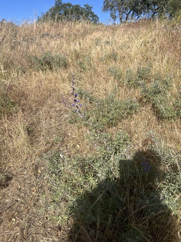 iNaturalist observation photo of lupines