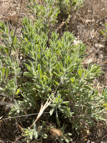 iNaturalist observation photo of sessileflower false goldenaster