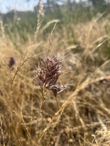 iNaturalist observation photo of bromes