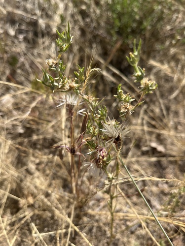 iNaturalist observation photo of narrowleaf cottonrose