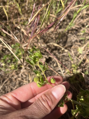 iNaturalist observation photo of flowering plants