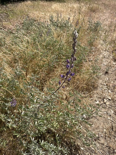 iNaturalist observation photo of lupines