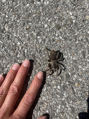 iNaturalist observation photo of Desert Tarantula