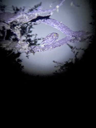 iNaturalist observation photo of Western Screech-Owl