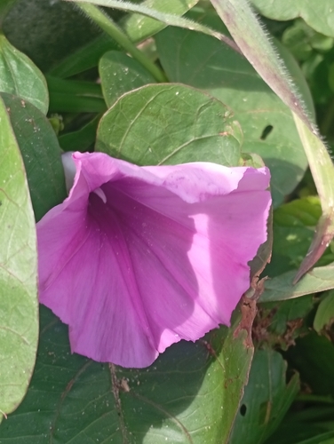 Ginger-leaf Morning-glory