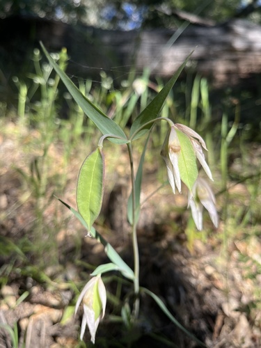 iNaturalist observation photo of White Globe Lily