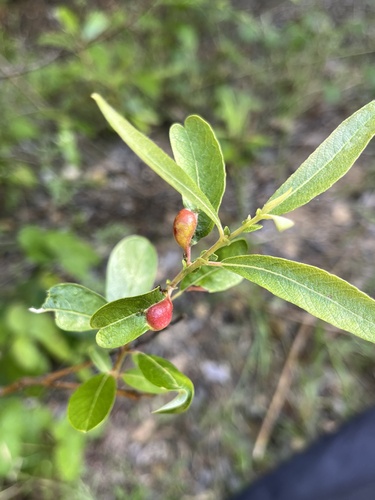 iNaturalist observation photo of Willow Apple Gall Sawfly