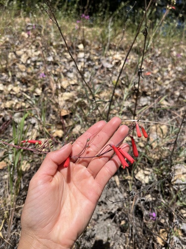 iNaturalist observation photo of scarlet bugler
