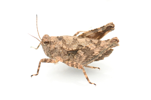 Tetrix japonica