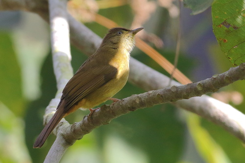 Olive Bulbul