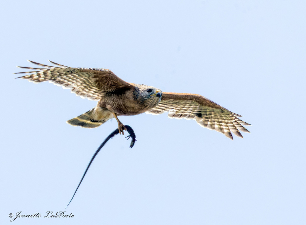 Red-shouldered Hawk from Cardiff, Encinitas, CA 92007, USA on May 18 ...