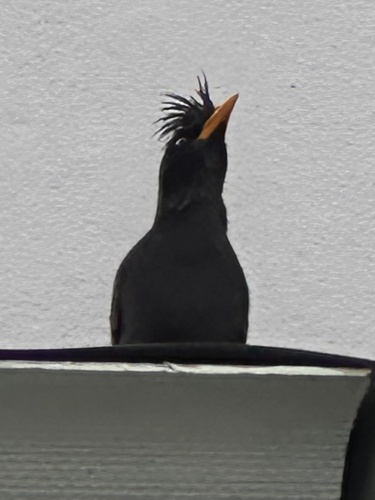 Great Myna