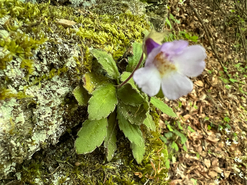 Haberlea rhodopensis