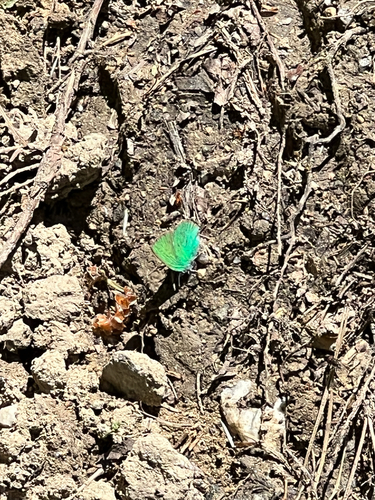 Green Hairstreak