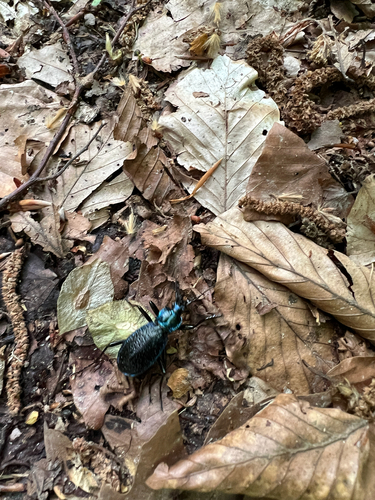 Blue Ground Beetle