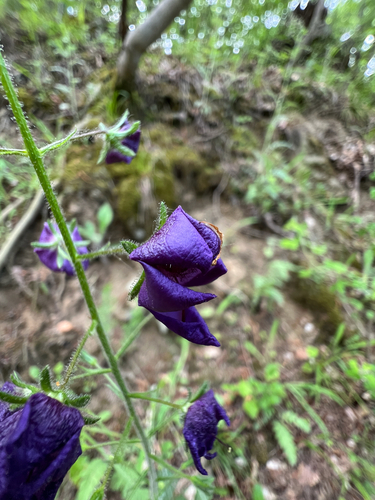 Purple Mullein