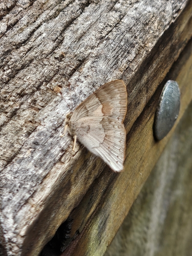 Euselasia thucydides