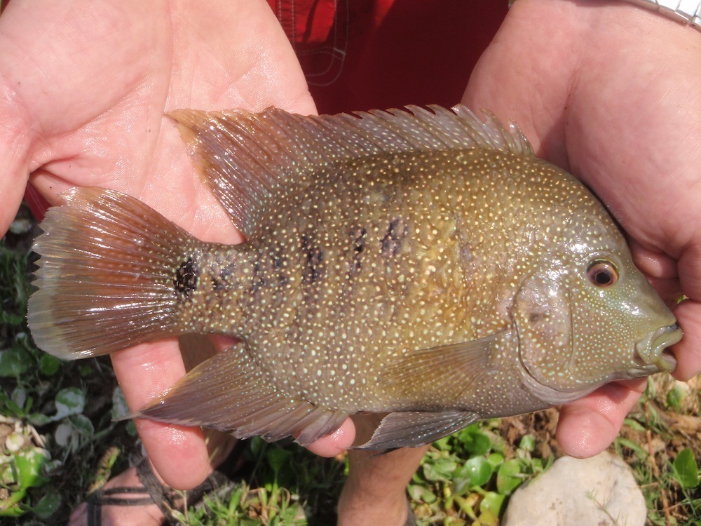 Texas Cichlid Herichthys Cyanoguttatus Inaturalist