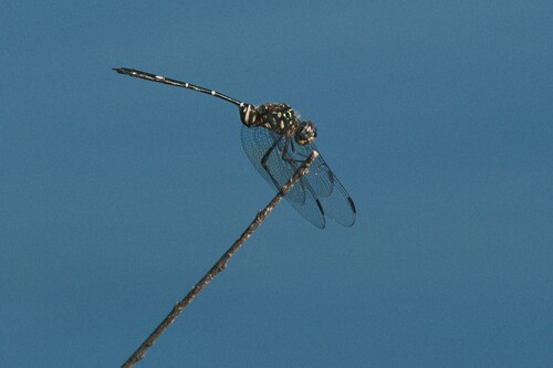 Bottletail