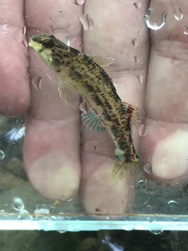 Alabama Darter