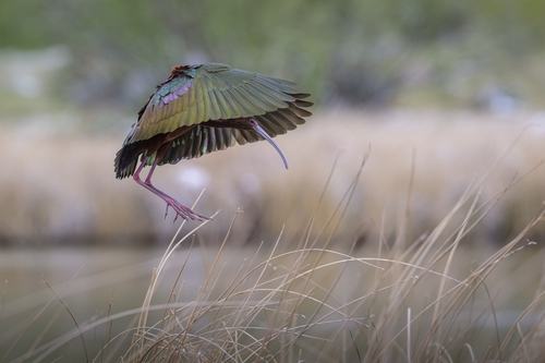 White-faced Ibis