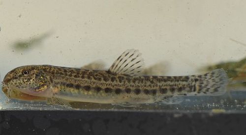 Southern Iberian Spined Loach
