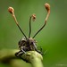 Ophiocordyceps australis - Photo (c) Chien Lee, all rights reserved, uploaded by Chien Lee