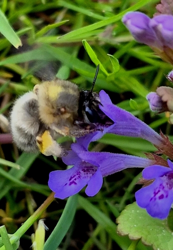 Hairy-footed Flower Bee