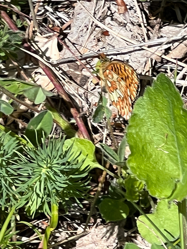 Pearl-bordered Fritillary