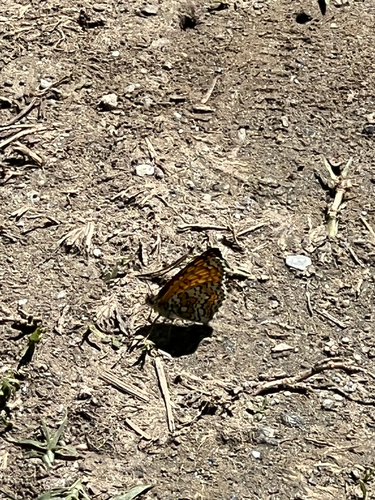 Glanville Fritillary