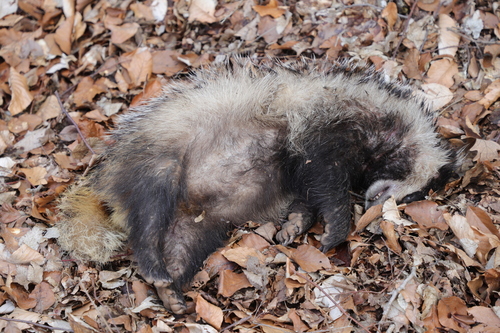 European Badger