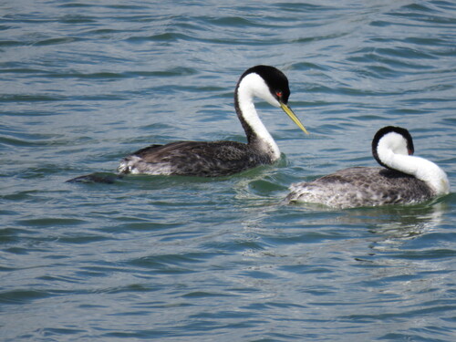 Western Grebe