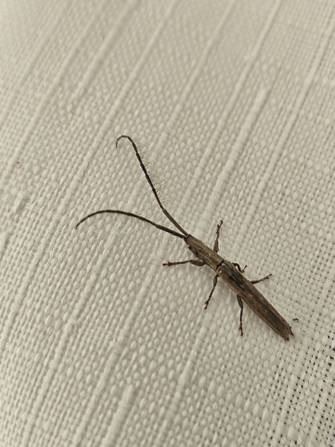 Spalacopsis filum