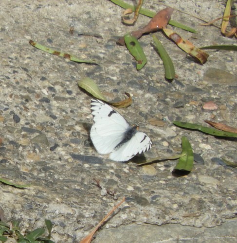 Piercolias huanaco