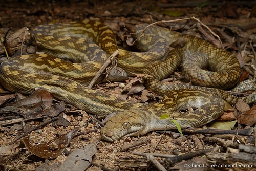 Australian Scrub Python sighting