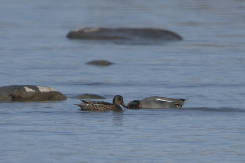 Green-winged Teal