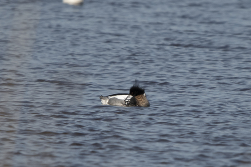 Red-breasted Merganser