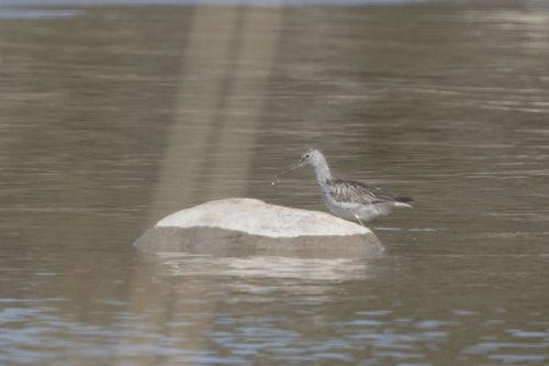 Common Greenshank