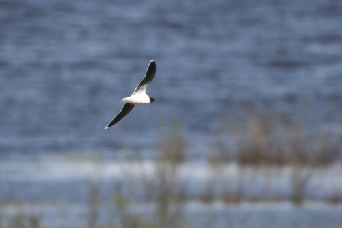 Little Gull