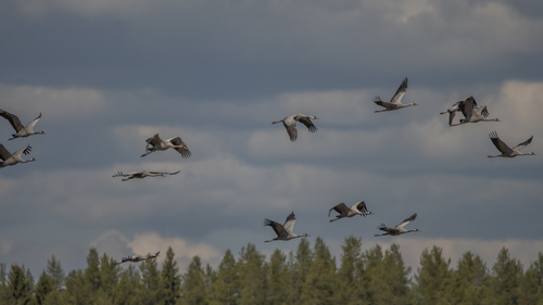 Common Crane