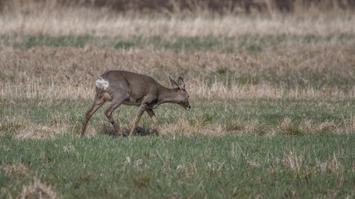 Western Roe Deer