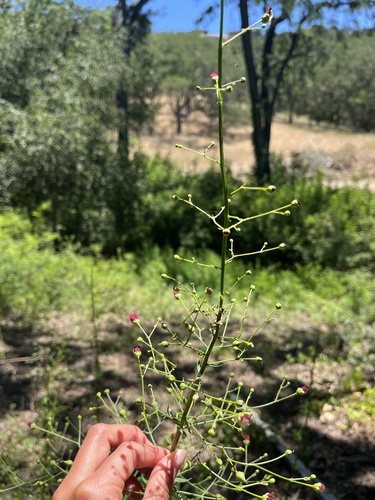iNaturalist observation photo of California beeplant