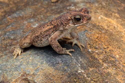 granular toad