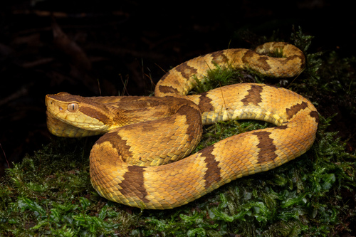 Yarará Lancehead