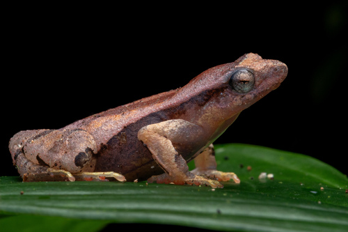 Physalaemus camacan