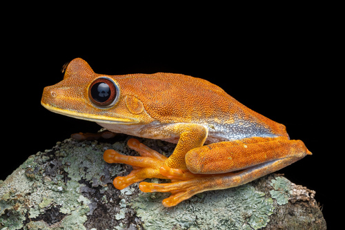 Semi-lined Tree Frog